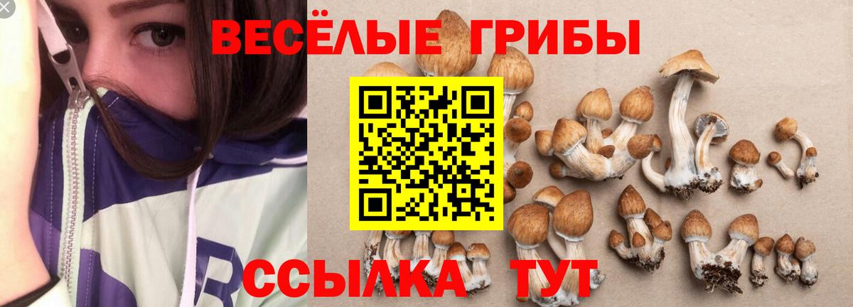 Псилоцибиновые грибы Psilocybe Тихорецк